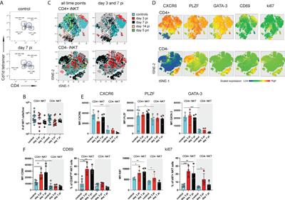 Hepatic iNKT cells produce type 2 cytokines and restrain antiviral T cells during acute hepacivirus infection